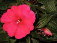 Netýkavka Hawkerova (Impatiens New Guinea)