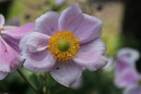 Sasanka japonská 'Praecox' (Anemone hupehensis)