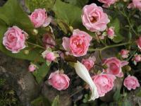 Růže (Rosa)
