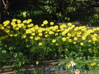 Kamzičník východní (Doronicum orientale)