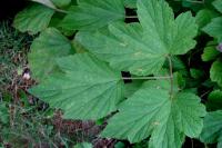 Sasanka japonská (Anemone hupehensis)