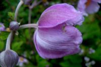 Sasanka japonská (Anemone hupehensis)