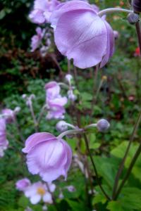 Sasanka japonská (Anemone hupehensis)