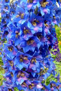 Ostrožka (Delphinium)