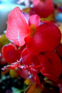 Begonie voskovka (Begonia semperflorens)