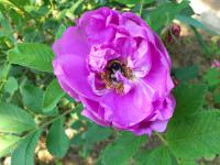 Růže svraskalá (Rosa rugosa)