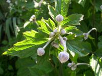 Sasanka japonská (Anemone hupehensis)