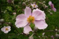 Sasanka japonská (Anemone hupehensis)