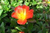 Šrucha velkokvětá (Portulaca grandiflora)