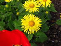 Kamzičník východní (Doronicum orientale)