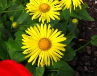 Kamzičník východní (Doronicum orientale)