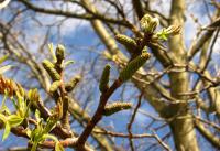 Ořešák královský (Juglans regia)