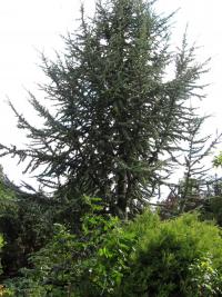 Cedr atlaský 'Glauca' (Cedrus atlantica)