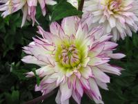 Jiřinka zahradní (Dahlia pinnata)