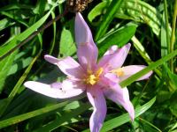 Ocún jesenní (Colchicum autumnale)