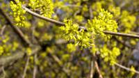 Dereń jadalny (Cornus mas)