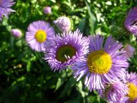 Turan ozdobný (Erigeron speciosus)