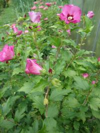 Ibišek syrský (Hibiscus syriacus)