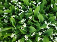 Konvalinka vonná (Convallaria majalis)