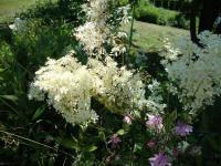 Tužebník jilmový (Filipendula ulmaria)