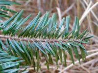 Jedle bělokorá (Abies alba)