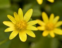 Orsej jarní (Ficaria verna)