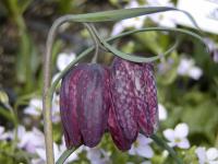 Fritillaria meleagris korunkovka strakatá kvety Fritillaria meleagris korunkovka strakatá kvety