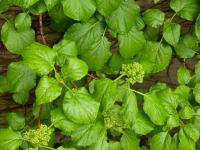 Hortenzie řapíkatá (Hydrangea petiolaris)