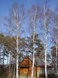 Bříza bělokorá (Betula pendula)