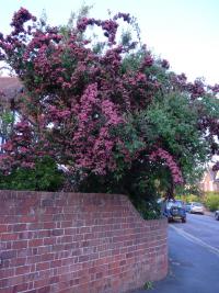 Hloh obecný 'Crimson Cloud' (Crataegus laevigata)