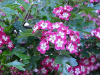 Hloh obecný 'Crimson Cloud' (Crataegus laevigata)