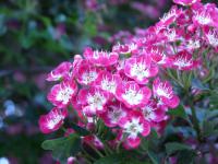 Hloh obecný 'Crimson Cloud' (Crataegus laevigata)