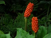 Árón italský (Arum italicum)