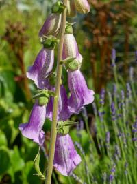 Náprstník červený (Digitalis purpurea)