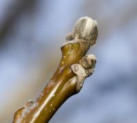 Ořešák královský (Juglans regia)