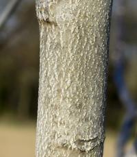 Ořešák královský (Juglans regia)