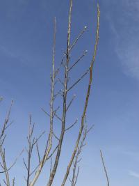 Ořešák královský (Juglans regia)