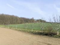 Ořešák královský (Juglans regia)