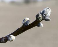 Ořešák královský (Juglans regia)