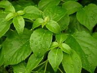 Hortenzie řapíkatá (Hydrangea petiolaris)