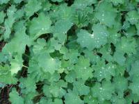 Alchemilla mollis alchemilka mäkká listy Alchemilla mollis alchemilka mäkká listy