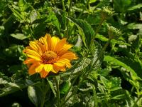 Janeba drsná (Heliopsis helianthoides var scabra)