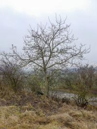 Ořešák královský - zimní habitus (Juglans regia)