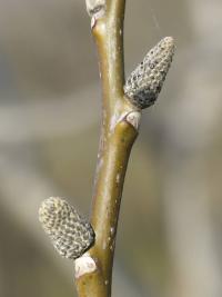 Ořešák královský (Juglans regia)