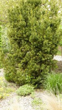 Tis červený (Taxus baccata)