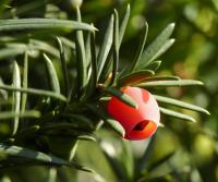 Tis červený (Taxus baccata)
