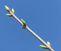 Javor klen (Acer pseudoplatanus)