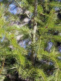 Douglaska tisolistá (Pseudotsuga menziesii)
