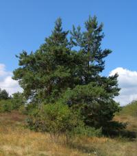 Borovice lesní (Pinus sylvestris)