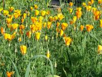 Eschscholtzia californica   slncovka kalifornská skupina rastlín